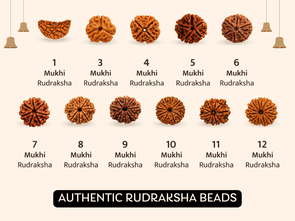 Rudraksh